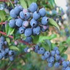 Wild Huckleberry