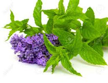 Lavender Mint