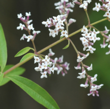 Lemon Verbena